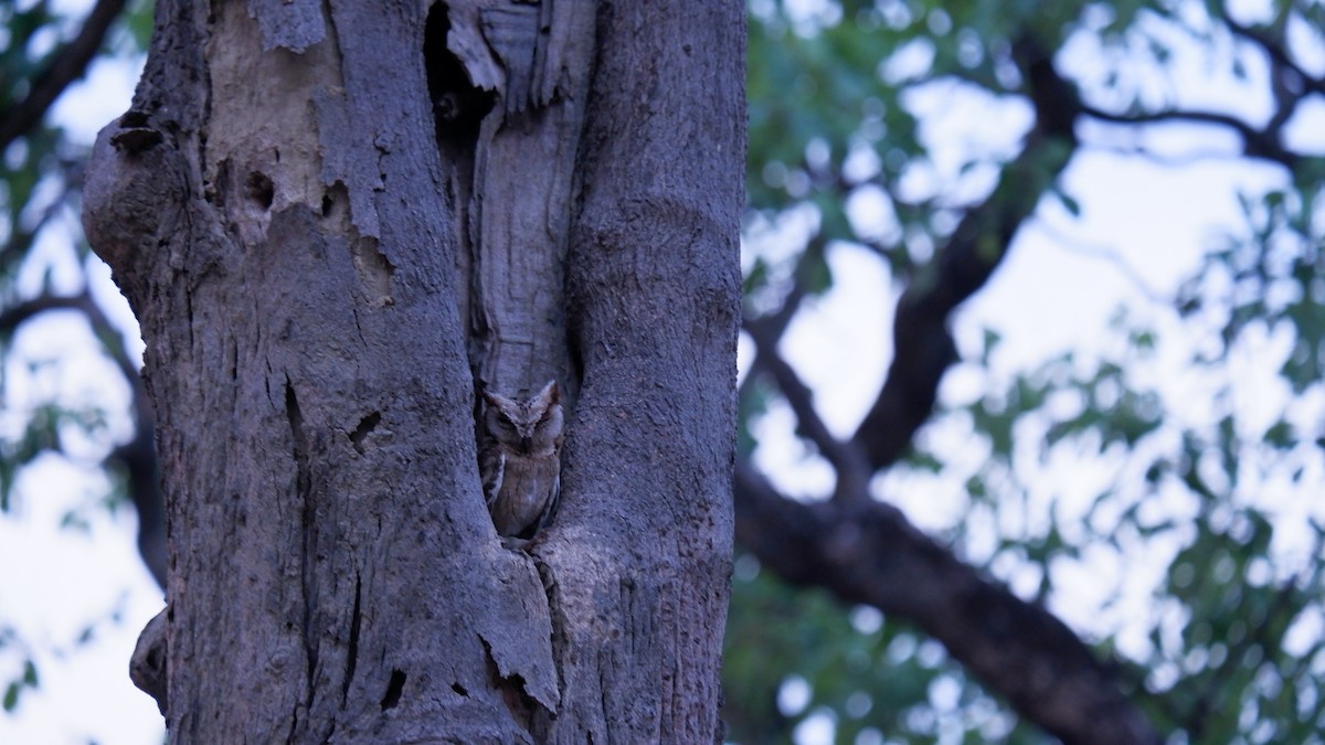 Indian Scops-Owl - ML620031140