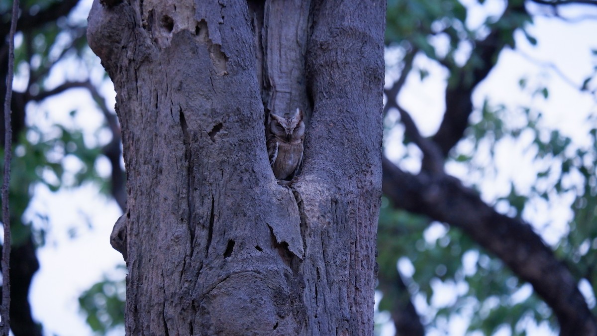 Indian Scops-Owl - ML620031141