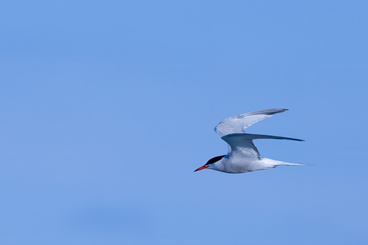Common Tern - ML620031144
