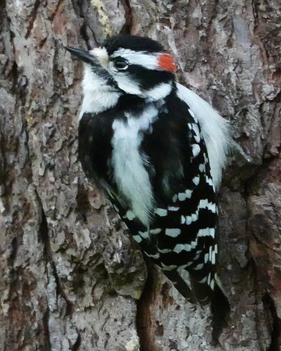 Downy Woodpecker (Eastern) - ML620031149
