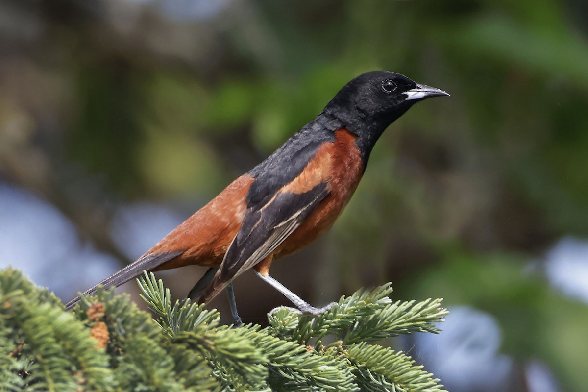 Orchard Oriole - ML620031150