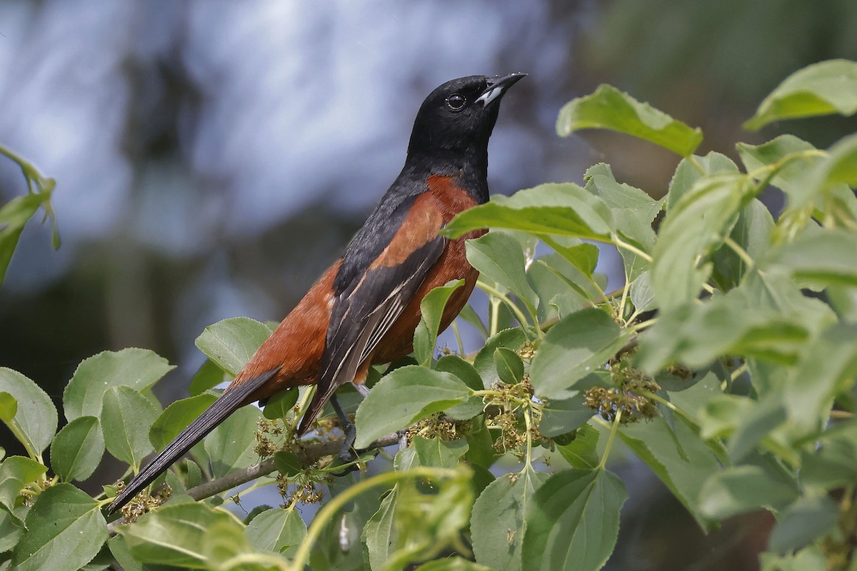 Orchard Oriole - ML620031151