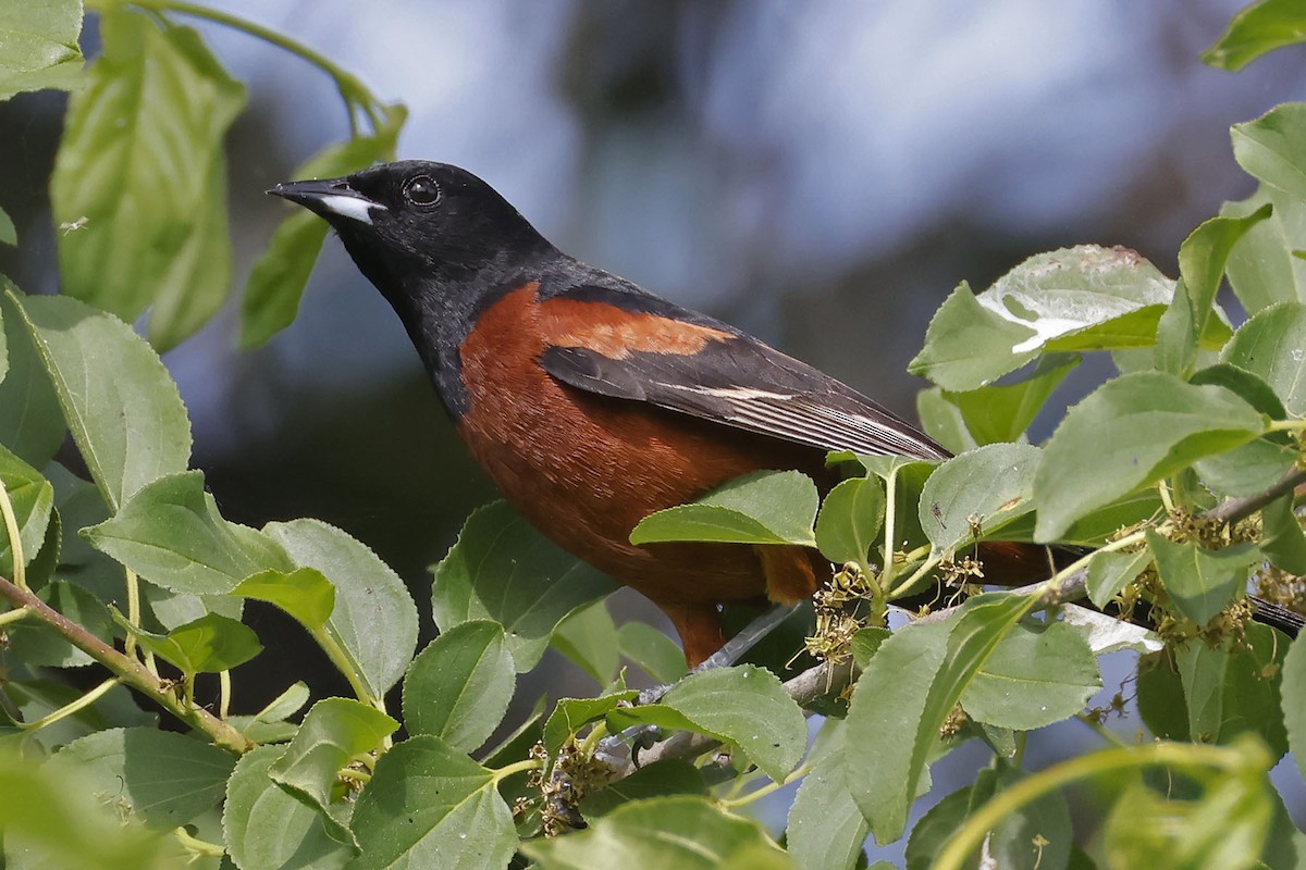 Orchard Oriole - ML620031152