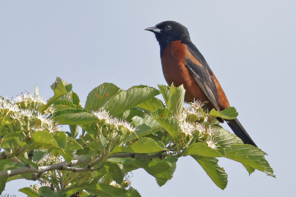 Orchard Oriole - ML620031153