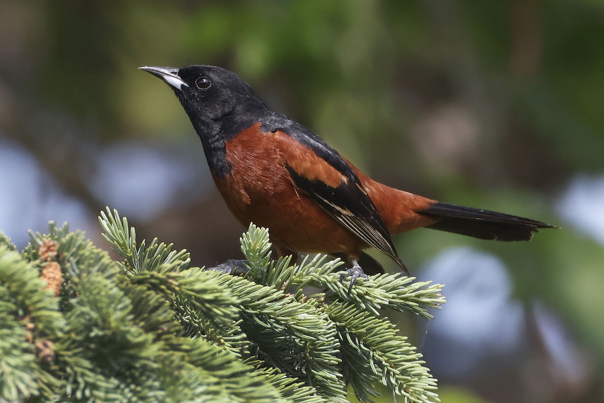 Orchard Oriole - ML620031154