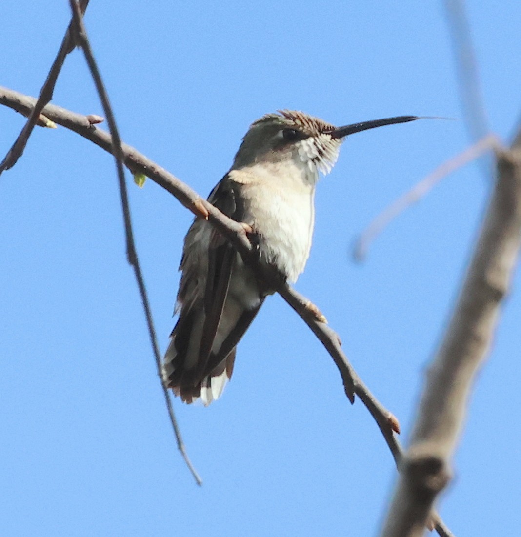 Ruby-throated Hummingbird - ML620031168