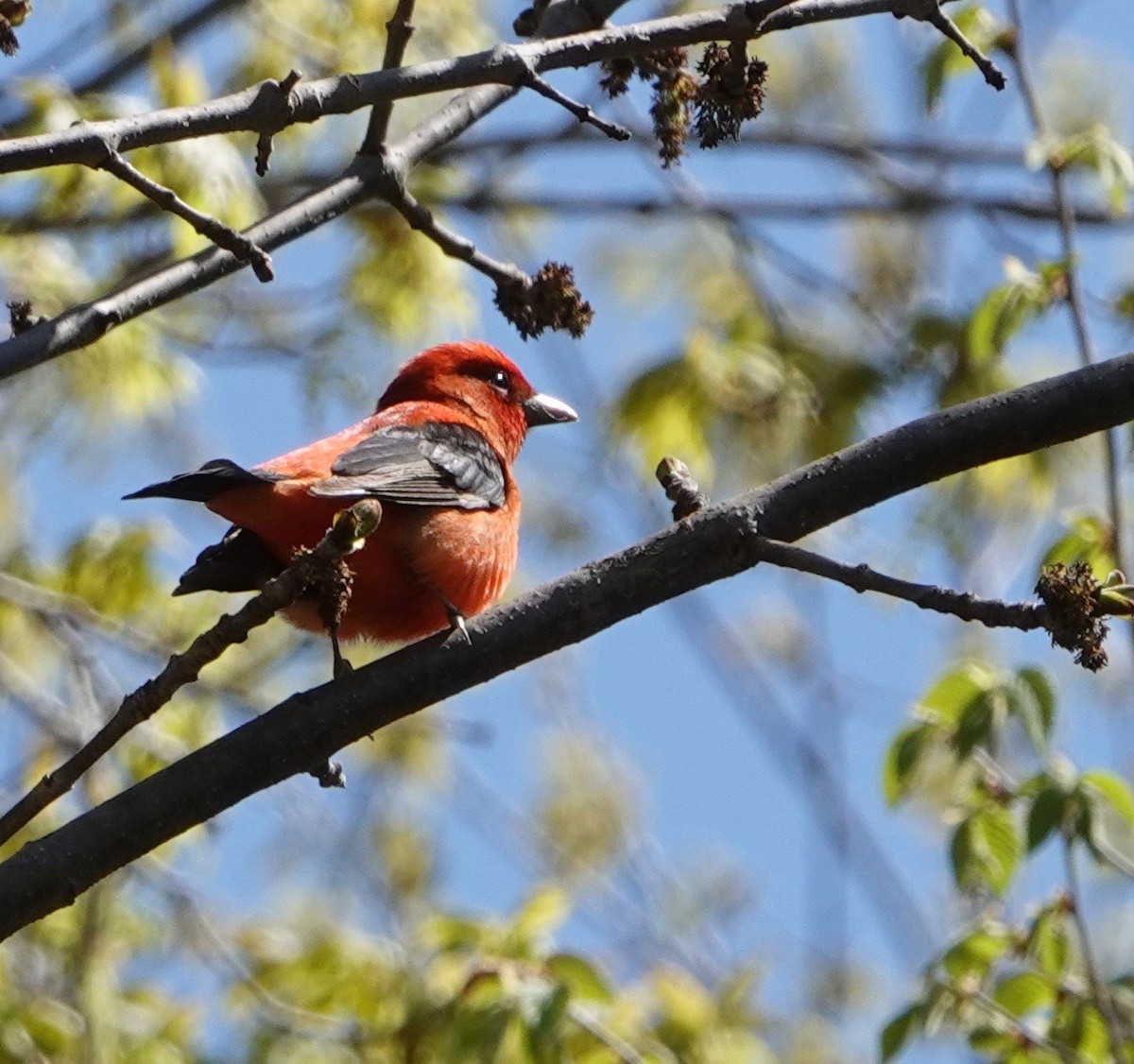 Scarlet Tanager - ML620031176