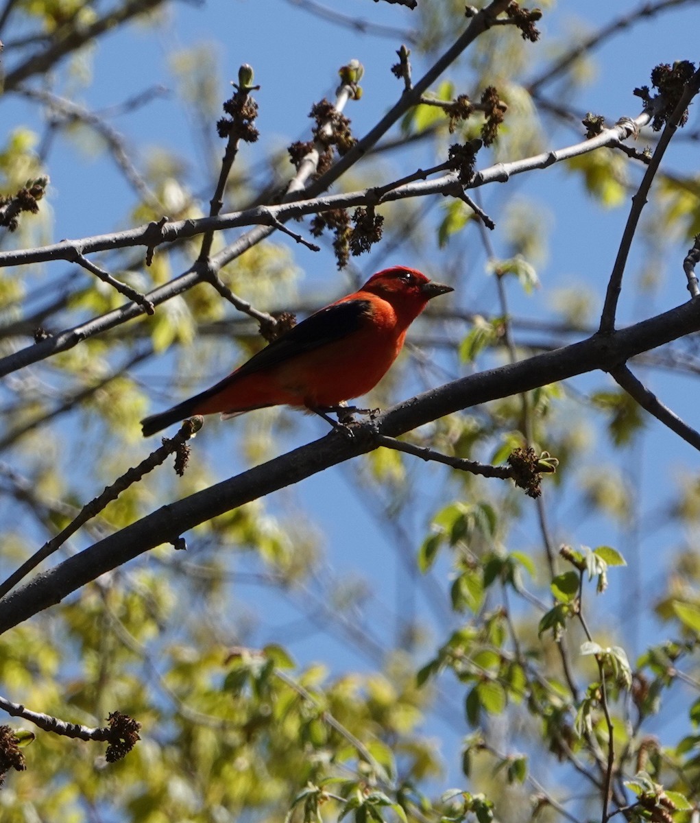 Scarlet Tanager - ML620031177
