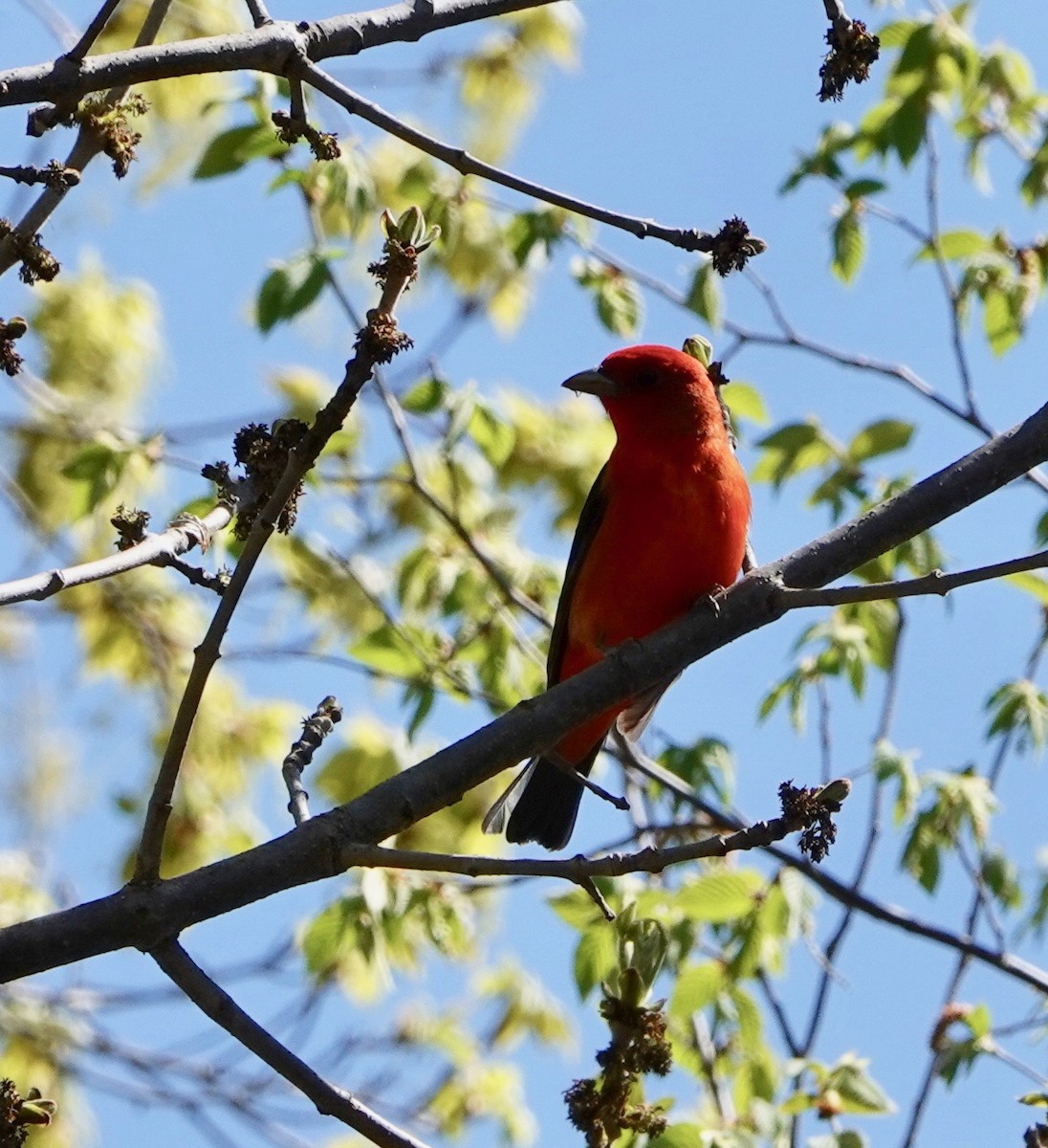 Scarlet Tanager - ML620031178