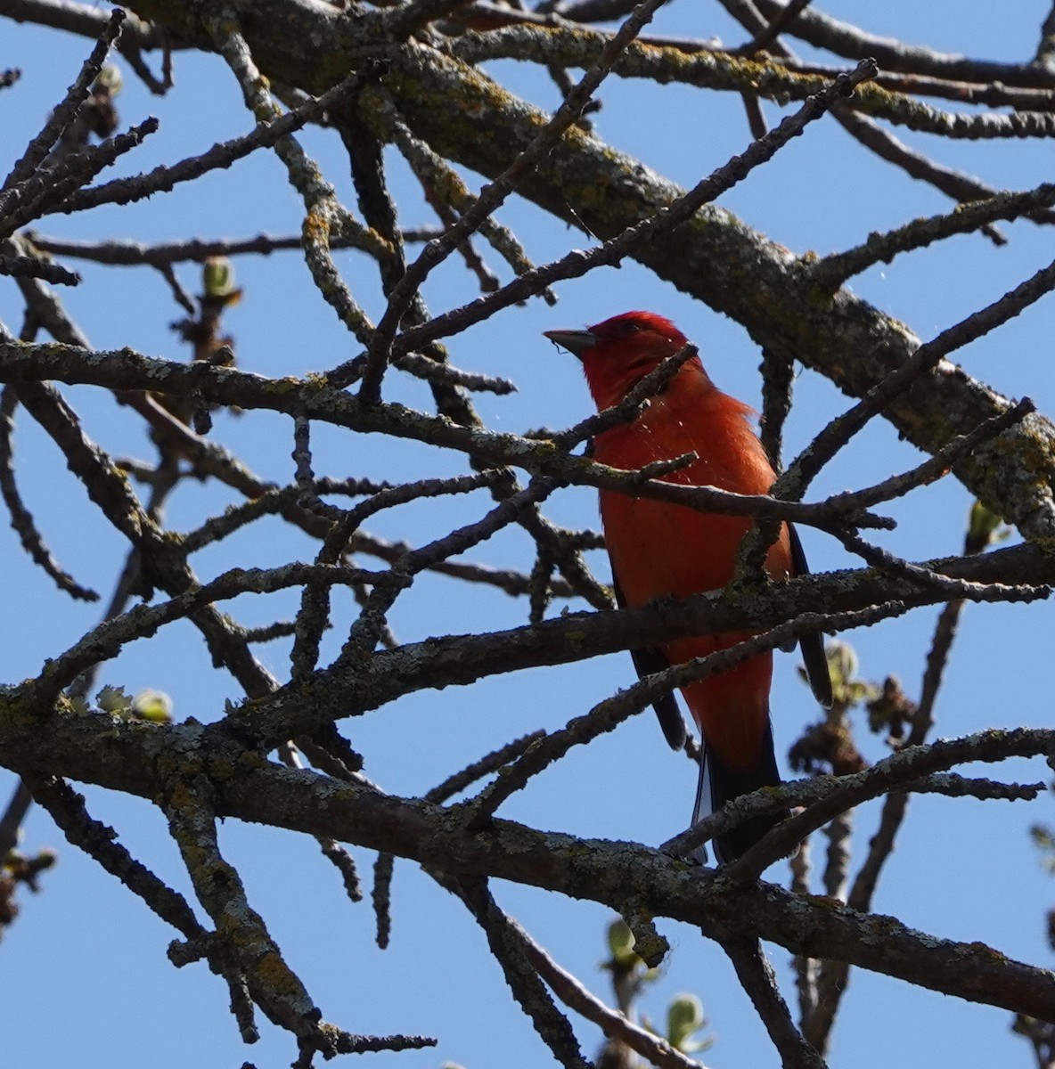 Scarlet Tanager - ML620031179