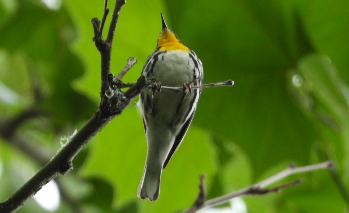 Yellow-throated Warbler - ML620031192