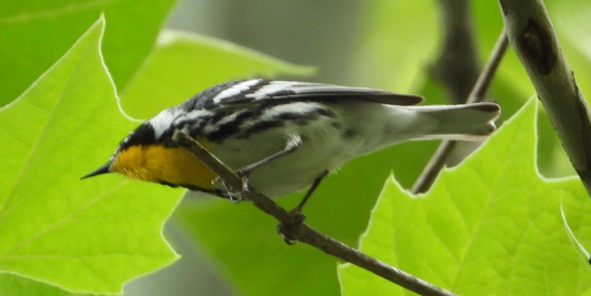 Yellow-throated Warbler - ML620031193