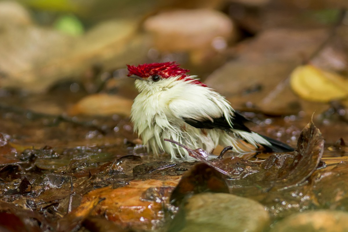 Araripe Manakin - Marcelo  Telles