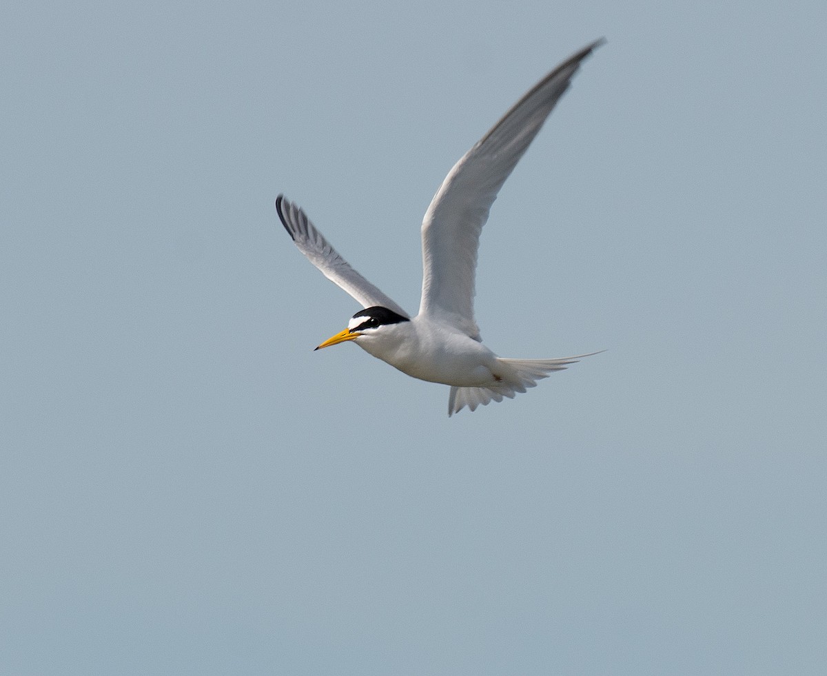 Least Tern - ML620031243