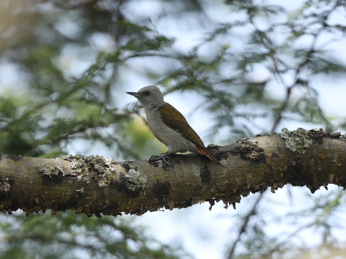 Mountain Gray Woodpecker - ML620031253