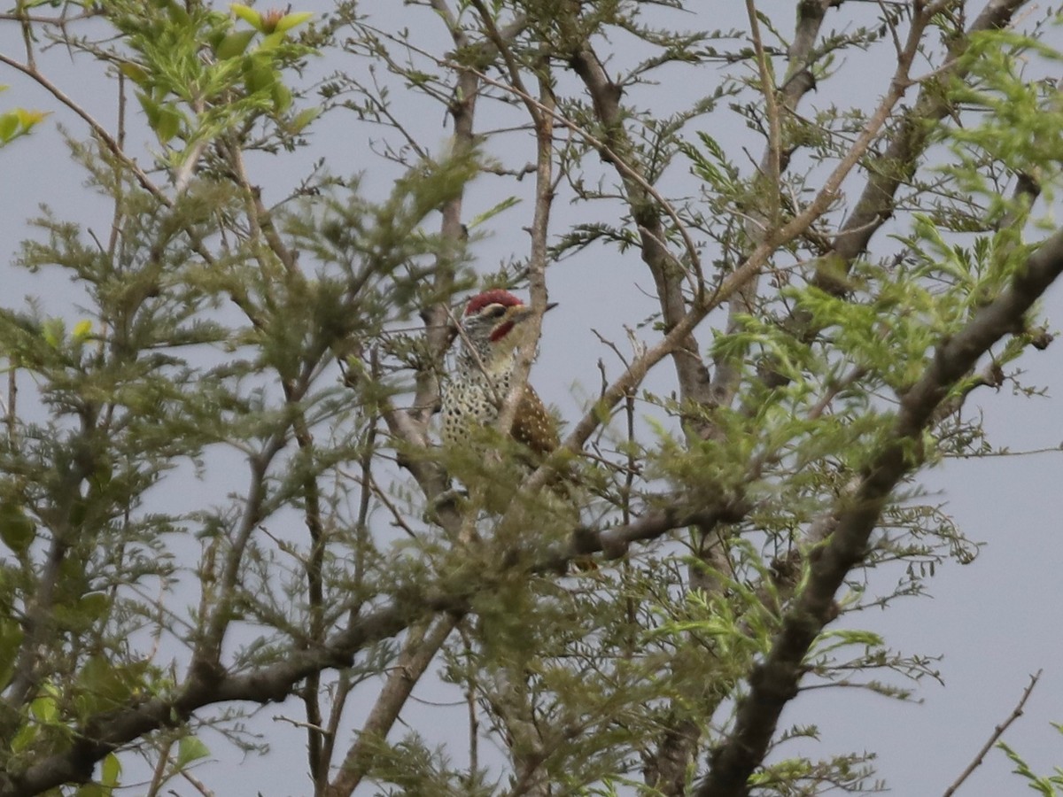 Nubian Woodpecker - Darby Nugent