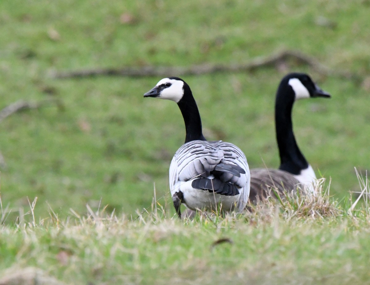 Barnacle Goose - ML620031261