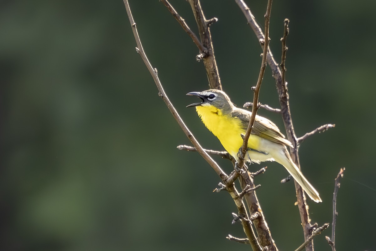 Yellow-breasted Chat - ML620031262