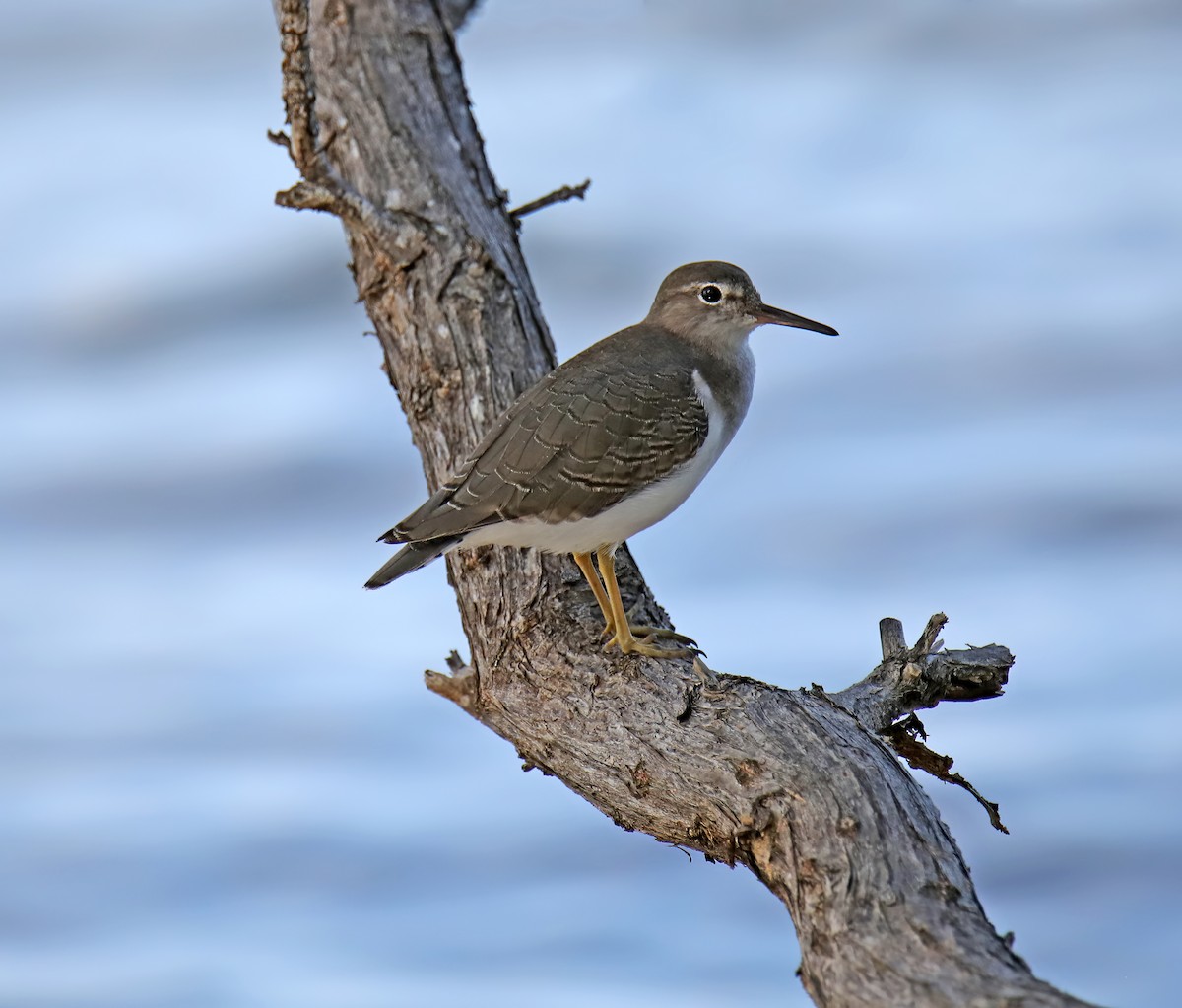 Spotted Sandpiper - ML620031285