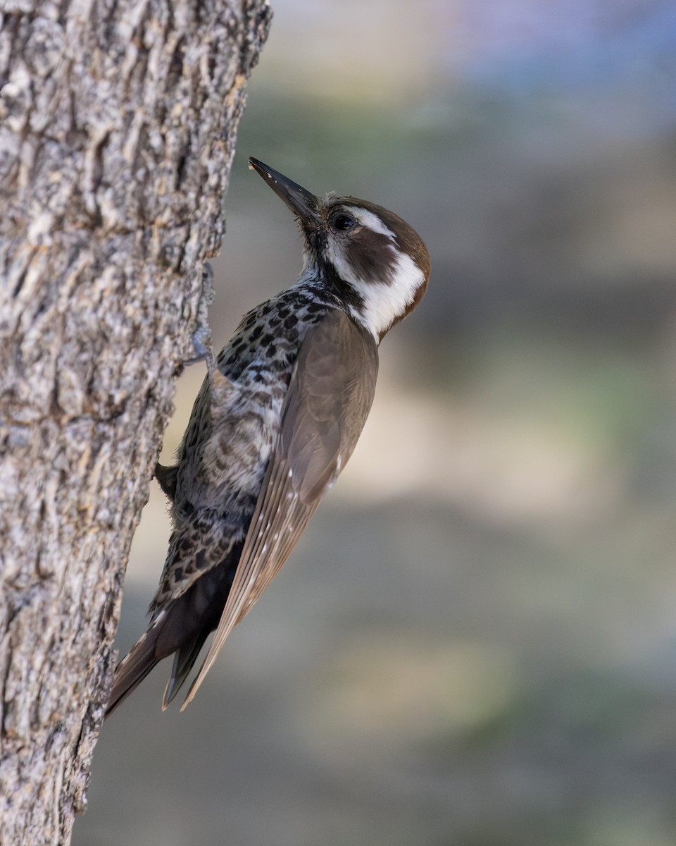 Arizona Woodpecker - ML620031286