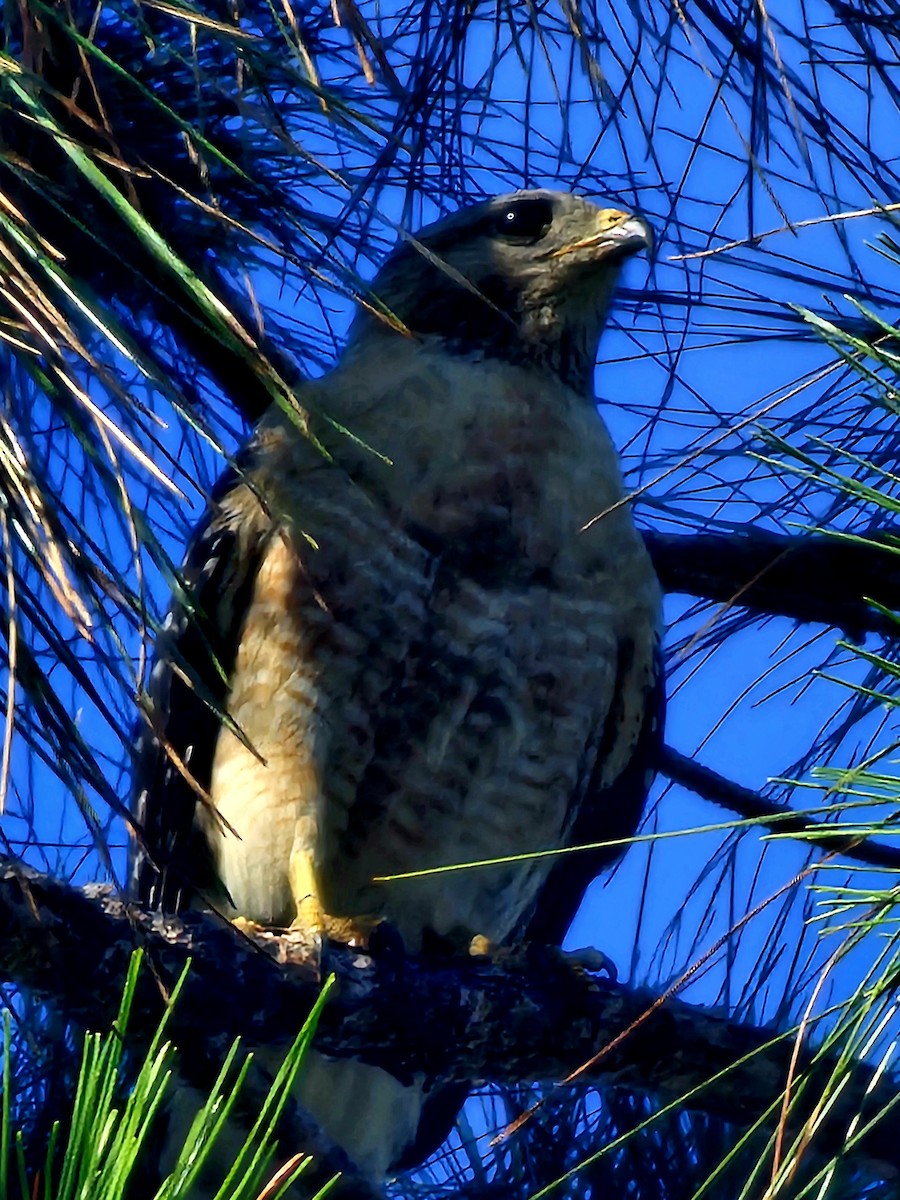 Red-shouldered Hawk - ML620031288