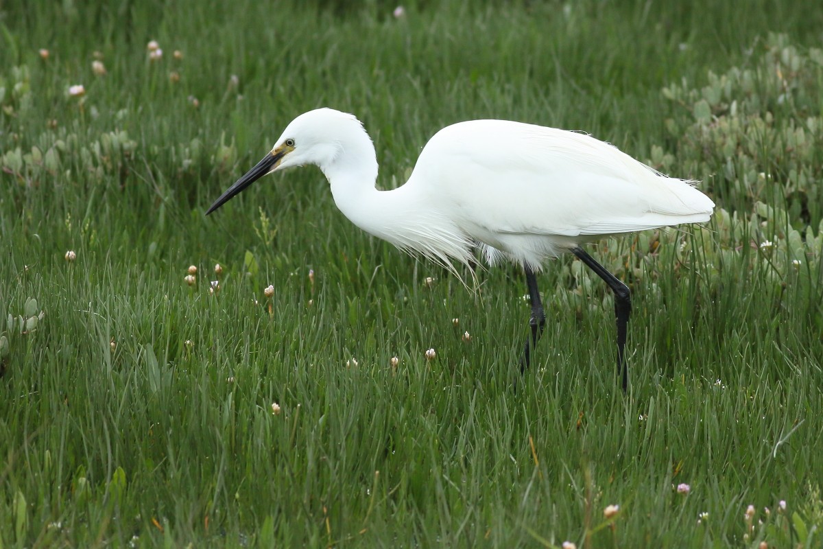 Little Egret - ML620031290