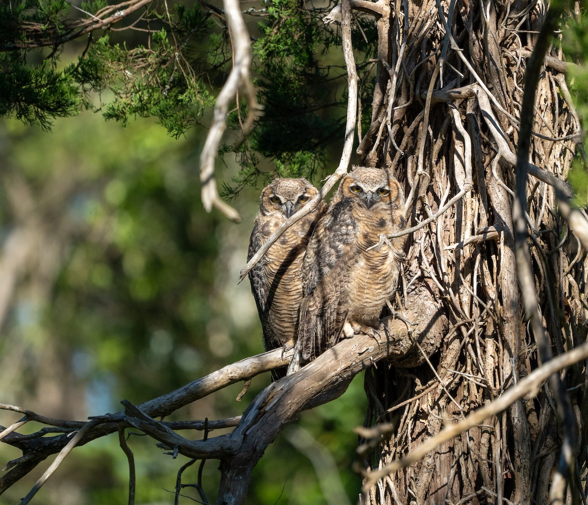 Great Horned Owl - ML620031291