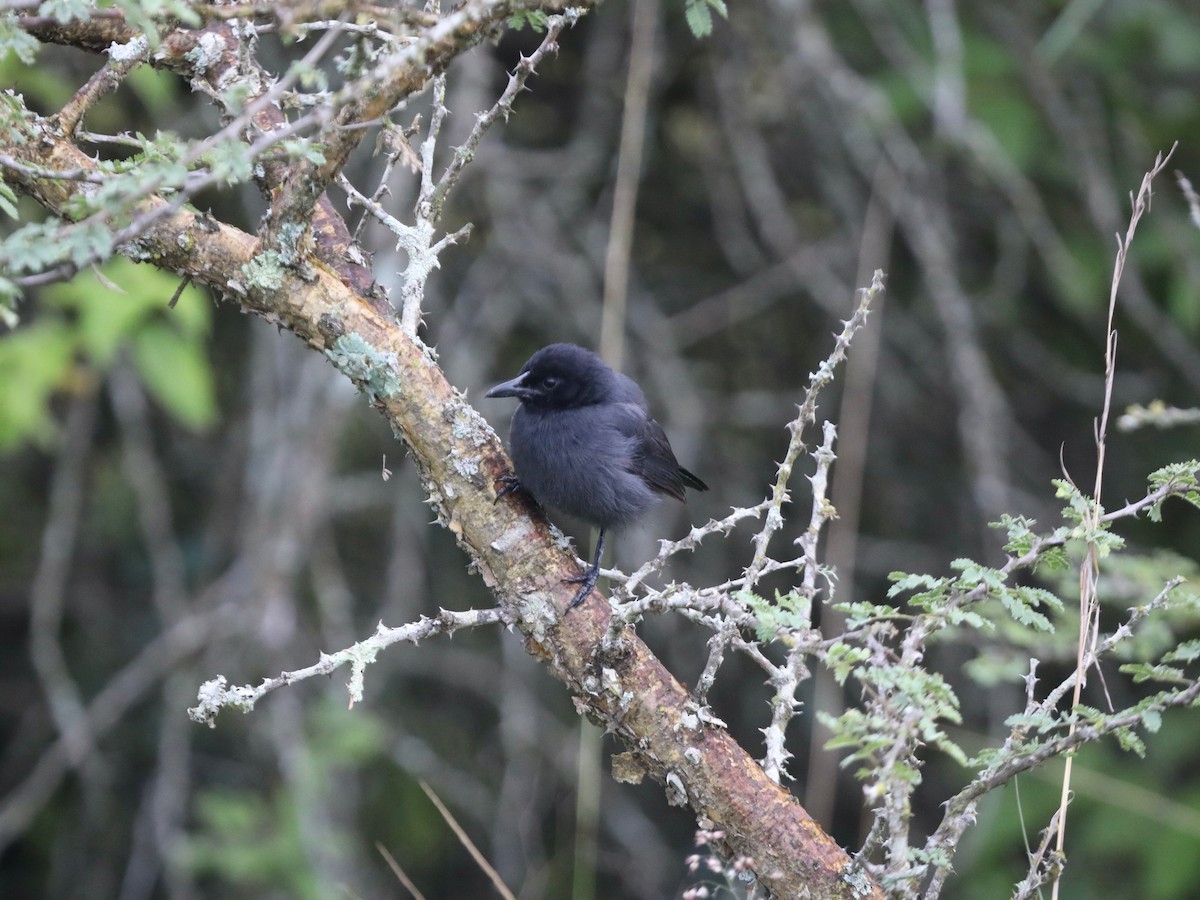 Slate-colored Boubou - Darby Nugent