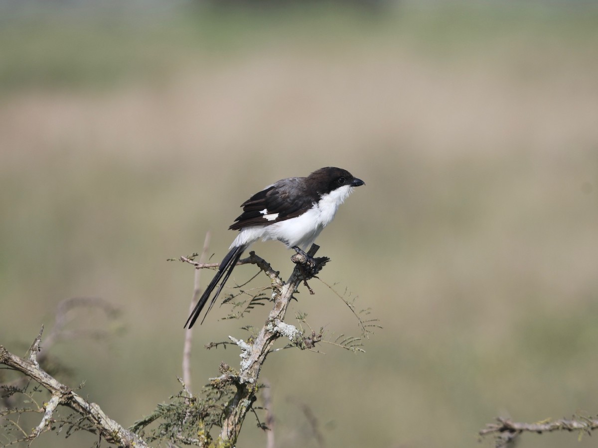 Long-tailed Fiscal - ML620031304