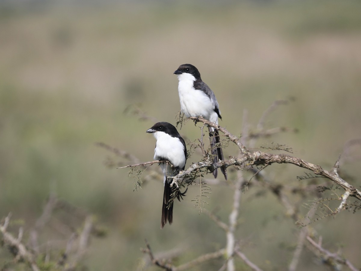 Long-tailed Fiscal - ML620031305