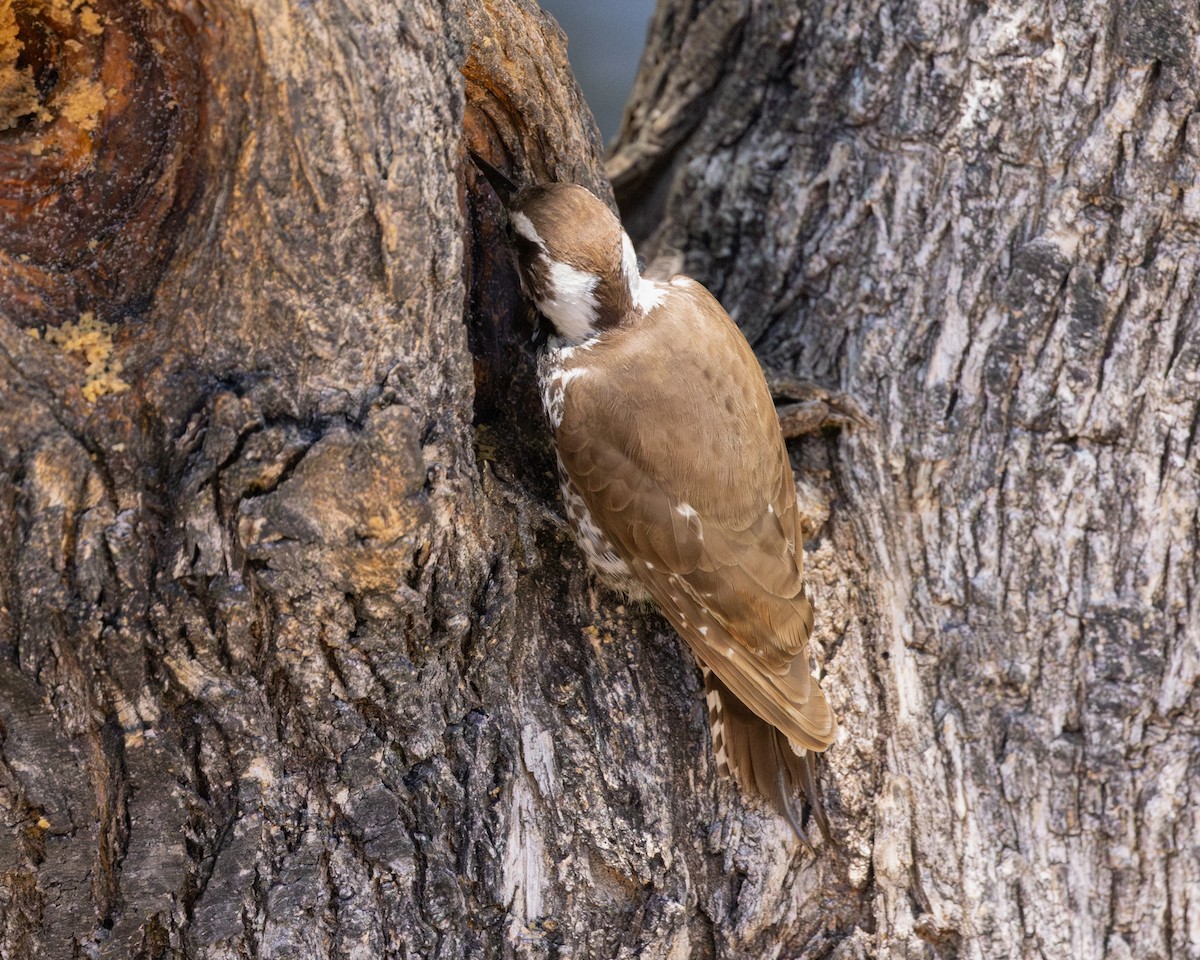Arizona Woodpecker - ML620031310