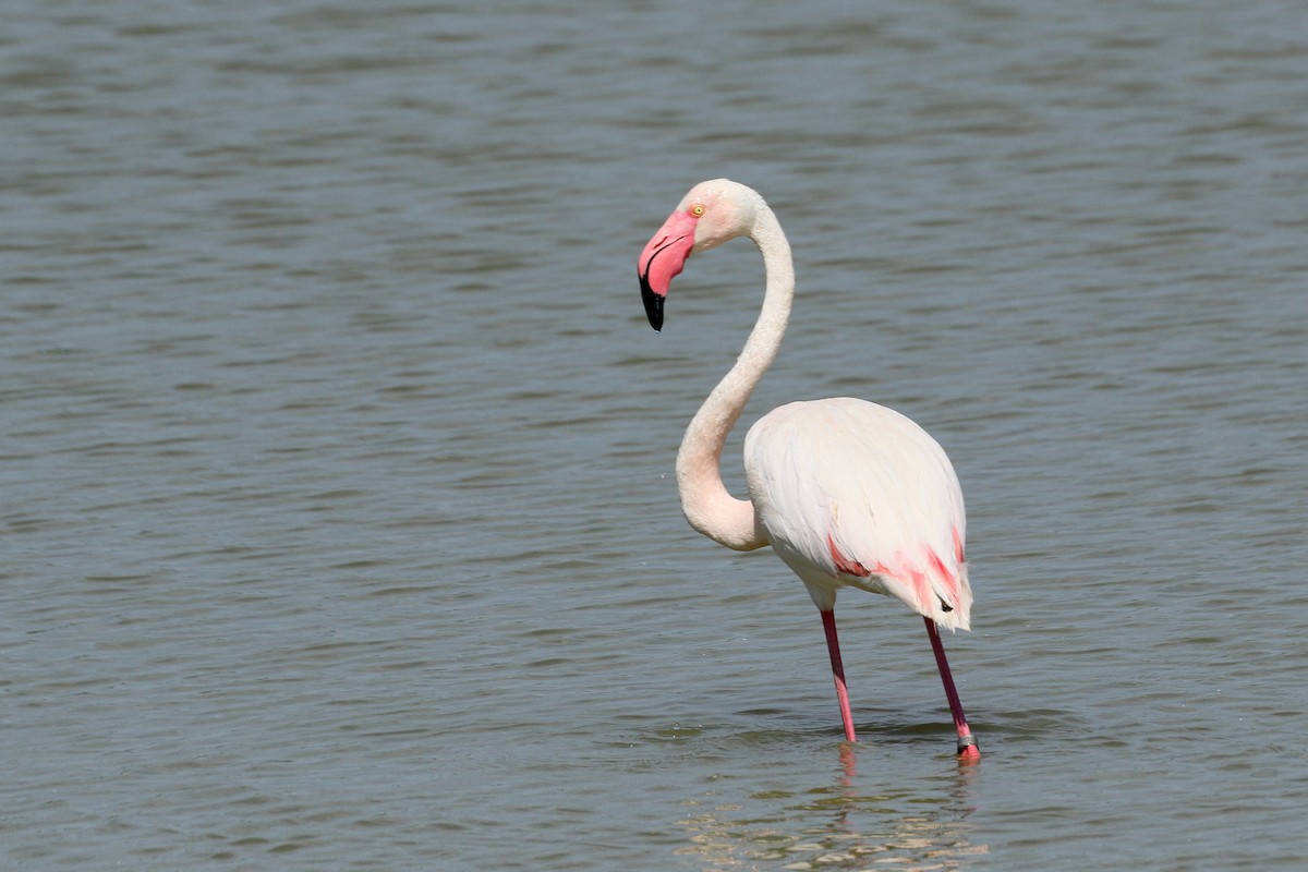 Greater Flamingo - ML620031312