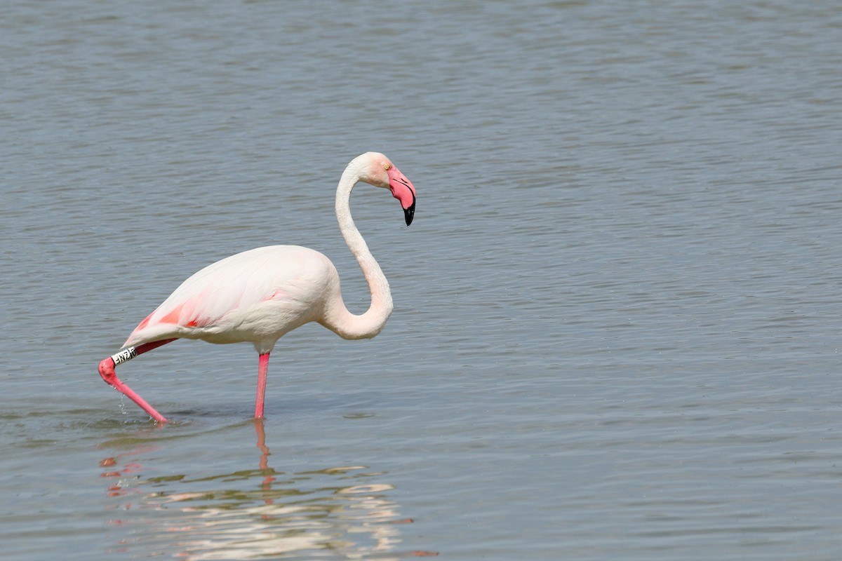 Greater Flamingo - ML620031313