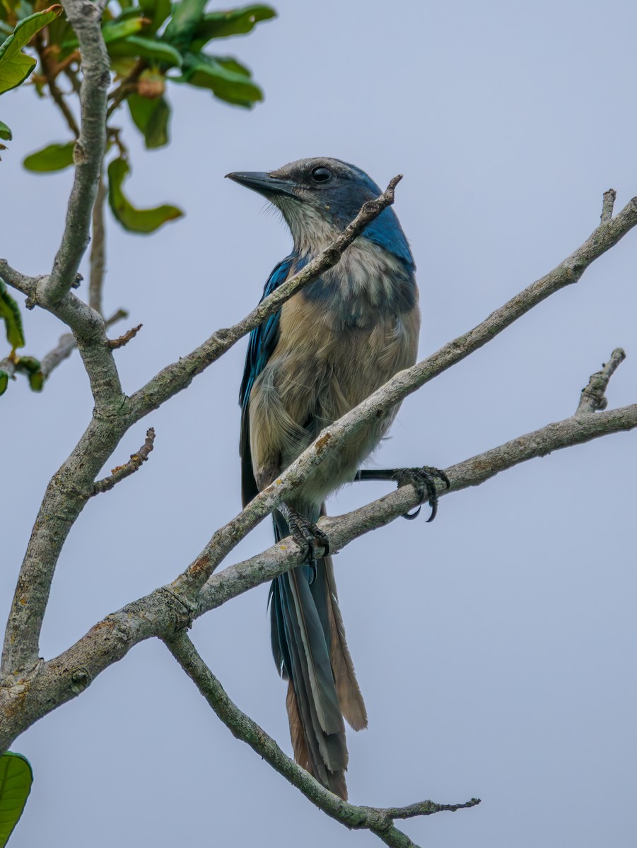 Florida Scrub-Jay - ML620031314