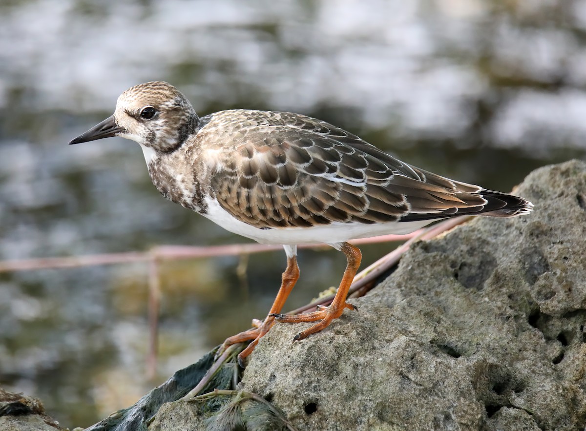 Ruddy Turnstone - ML620031317