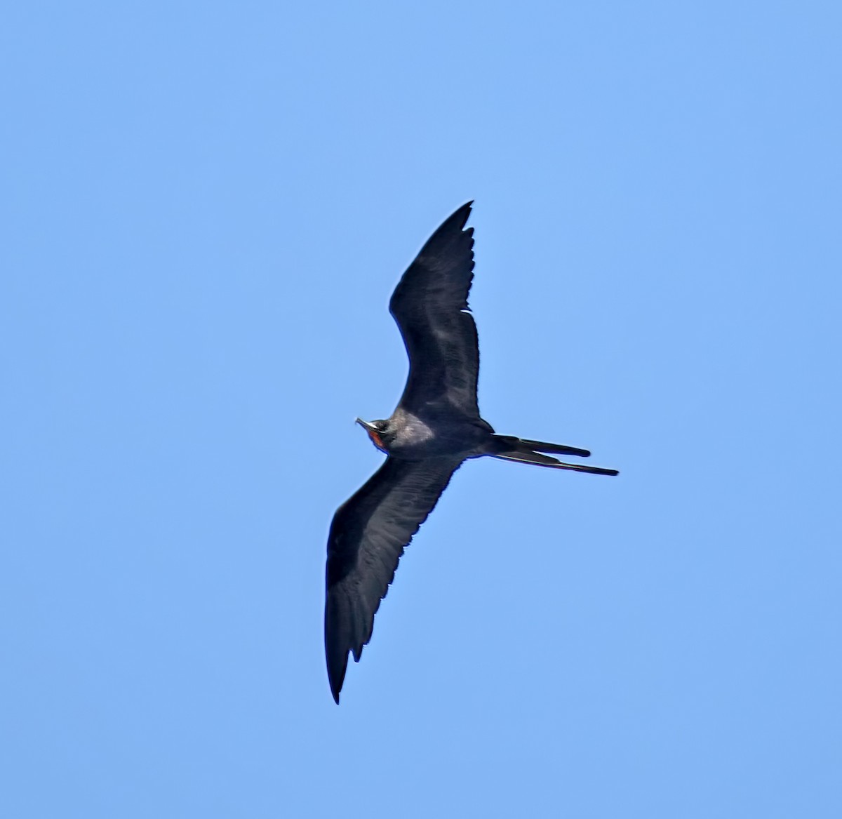 Magnificent Frigatebird - ML620031326