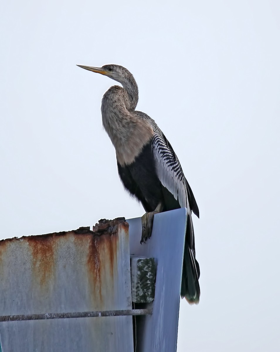 Anhinga Americana - ML620031337