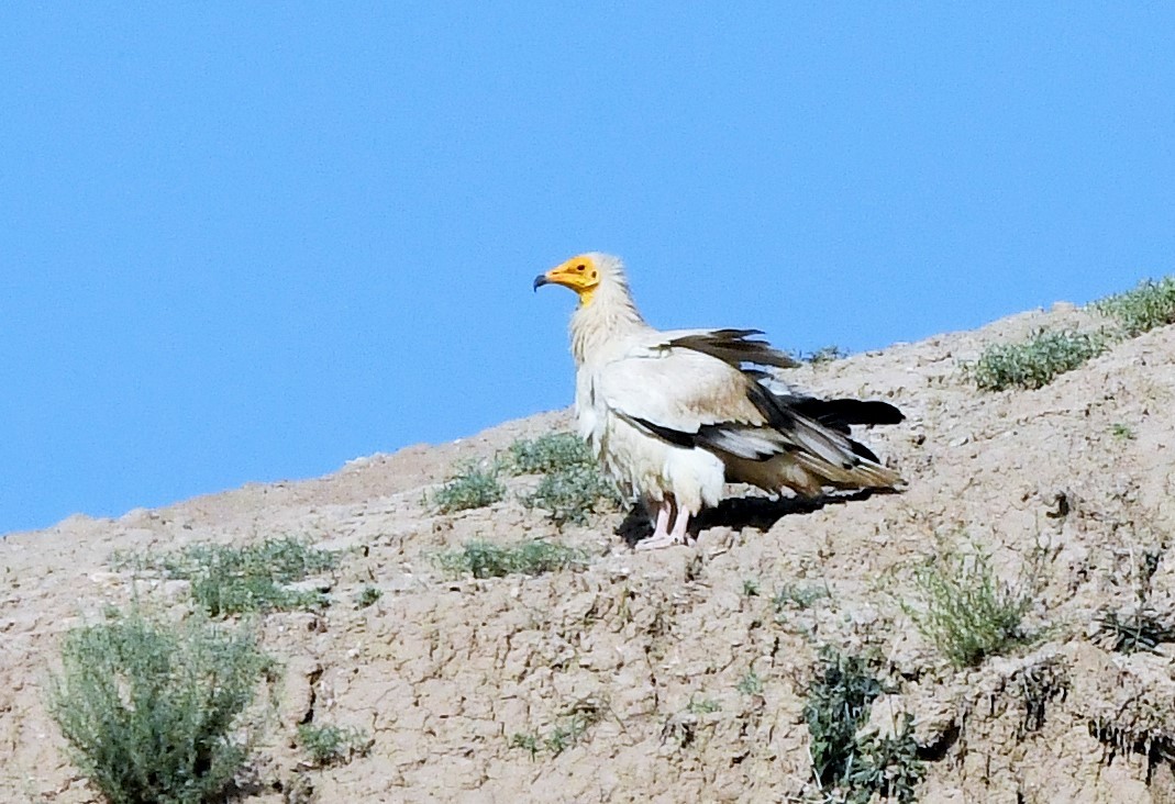 Egyptian Vulture - ML620031342