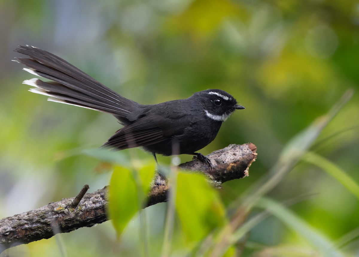White-throated Fantail - ML620031345