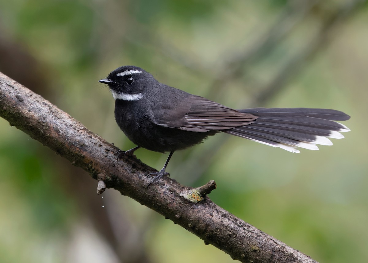 White-throated Fantail - ML620031346