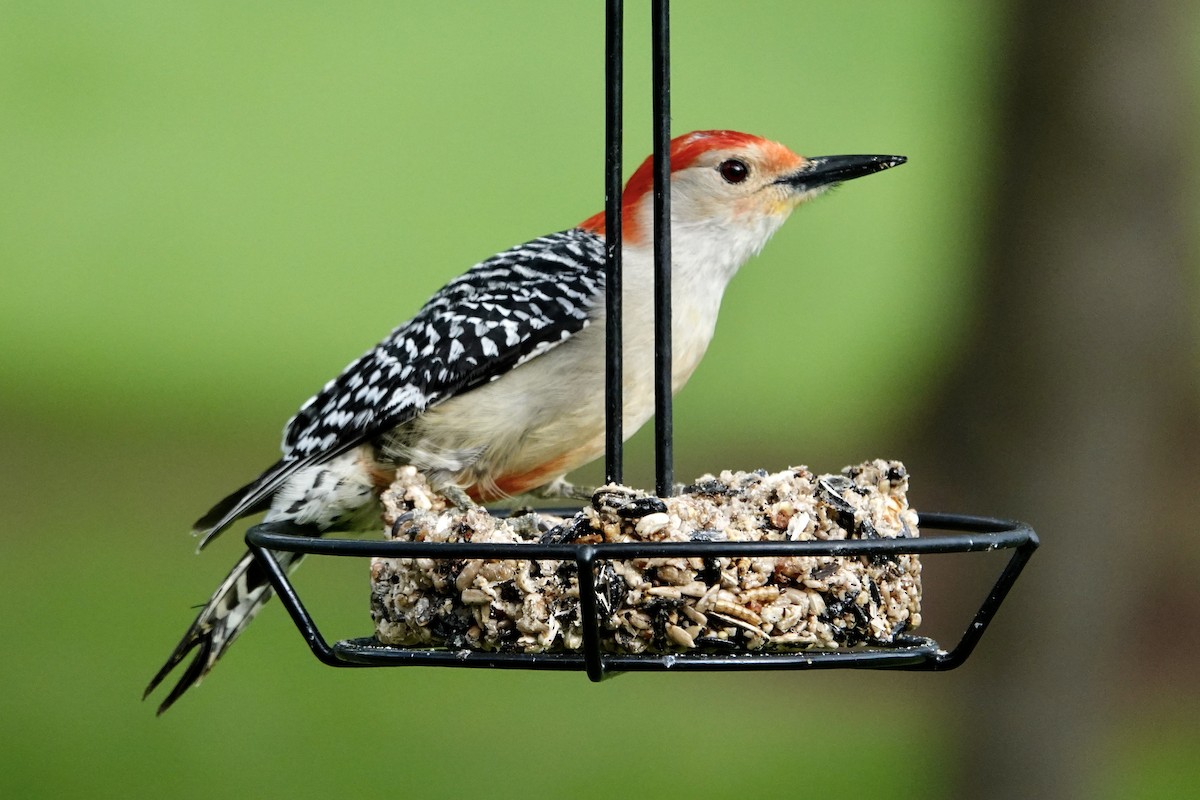 Red-bellied Woodpecker - ML620031368