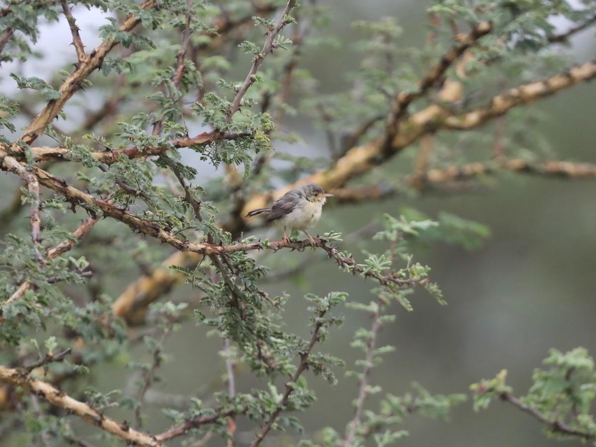 Prinia Ventripálida - ML620031372