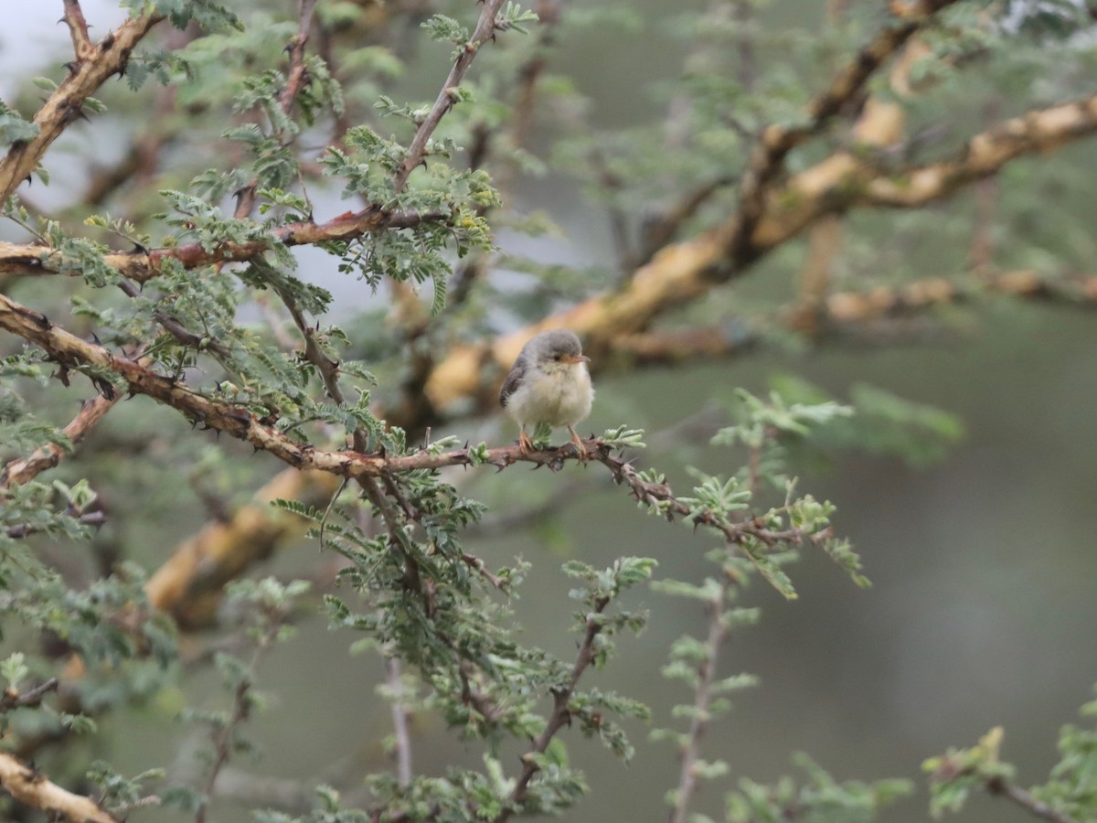 Prinia Ventripálida - ML620031373