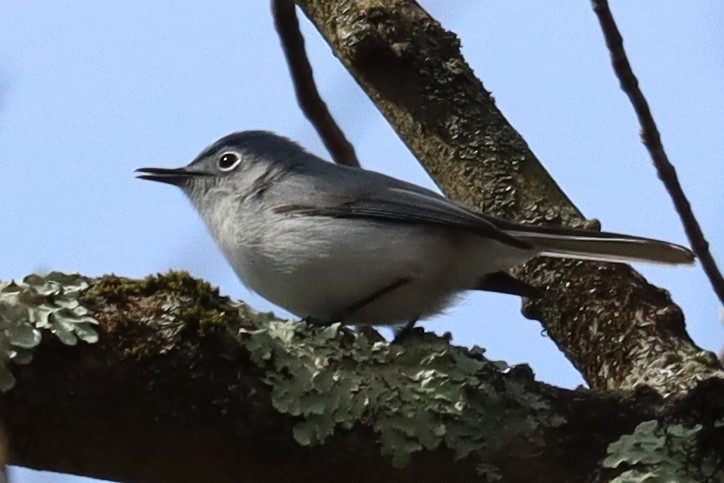 Gobemoucheron gris-bleu - ML620031381