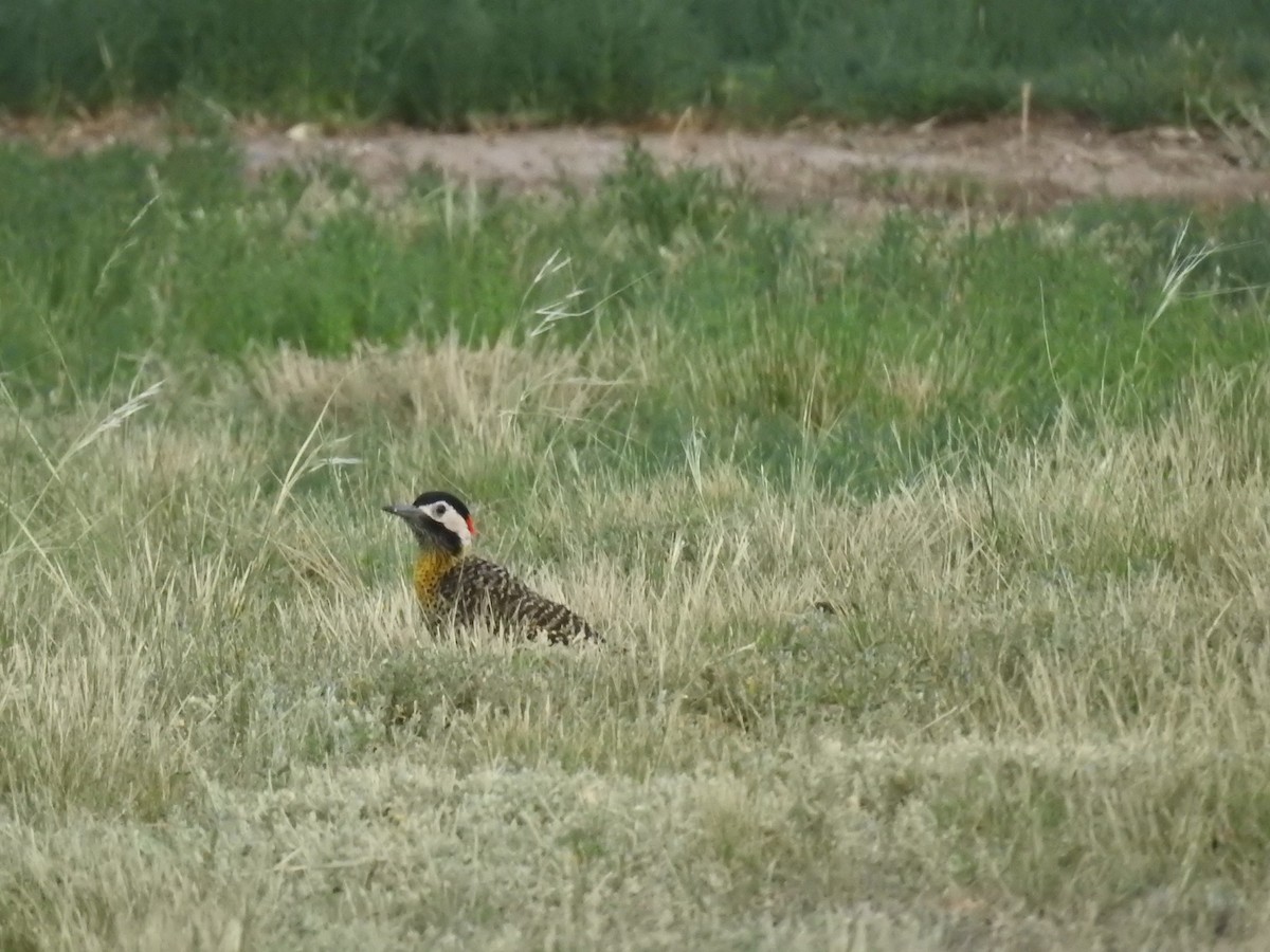 Green-barred Woodpecker - ML620031388