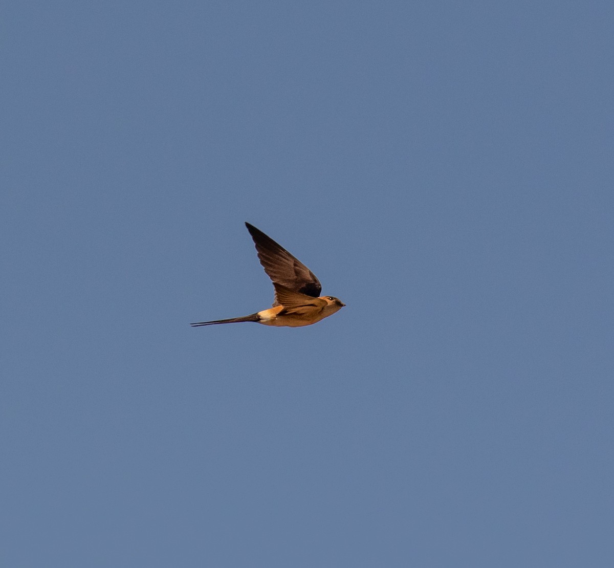 Red-rumped Swallow - ML620031405