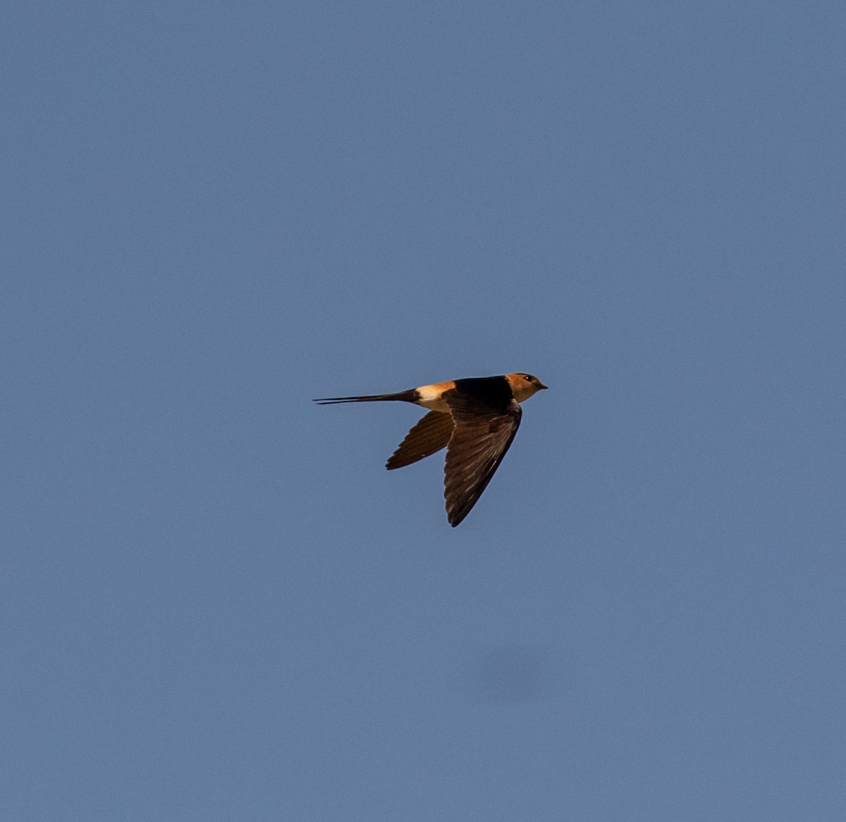 Red-rumped Swallow - ML620031407