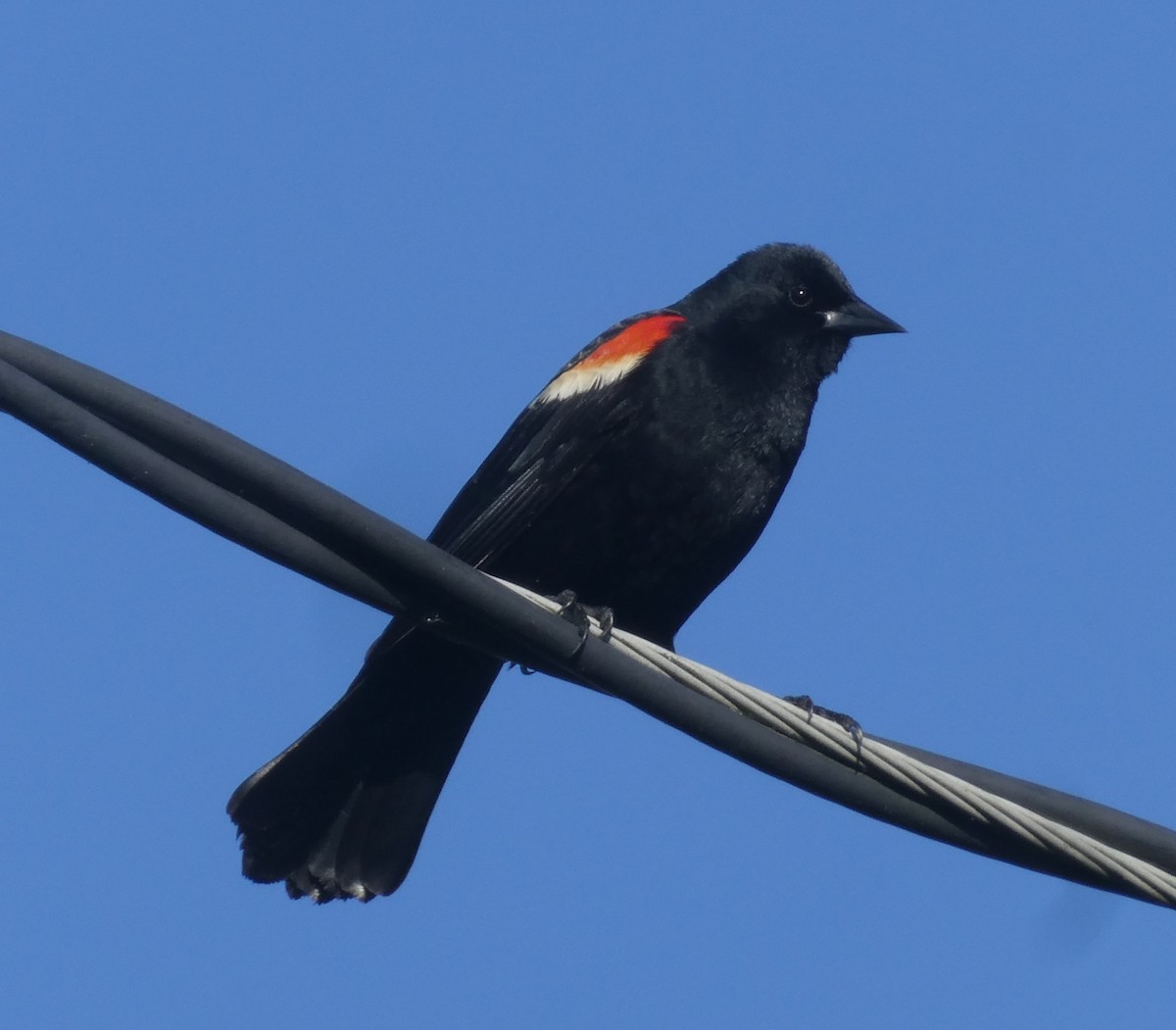 Red-winged Blackbird - ML620031412