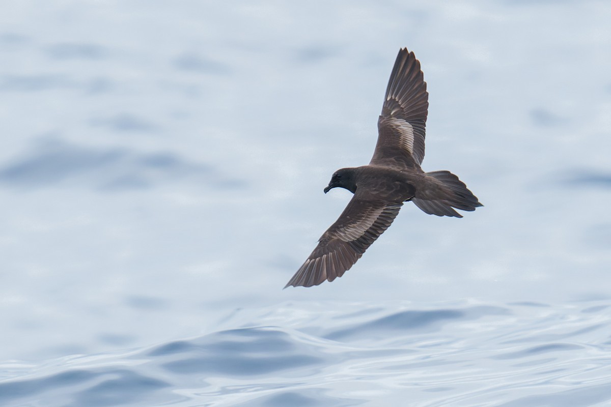 Bulwer's Petrel - ML620031420