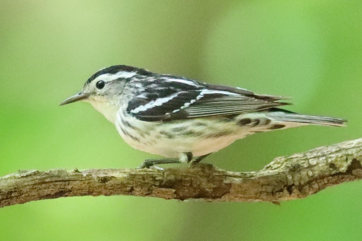 Black-and-white Warbler - ML620031426